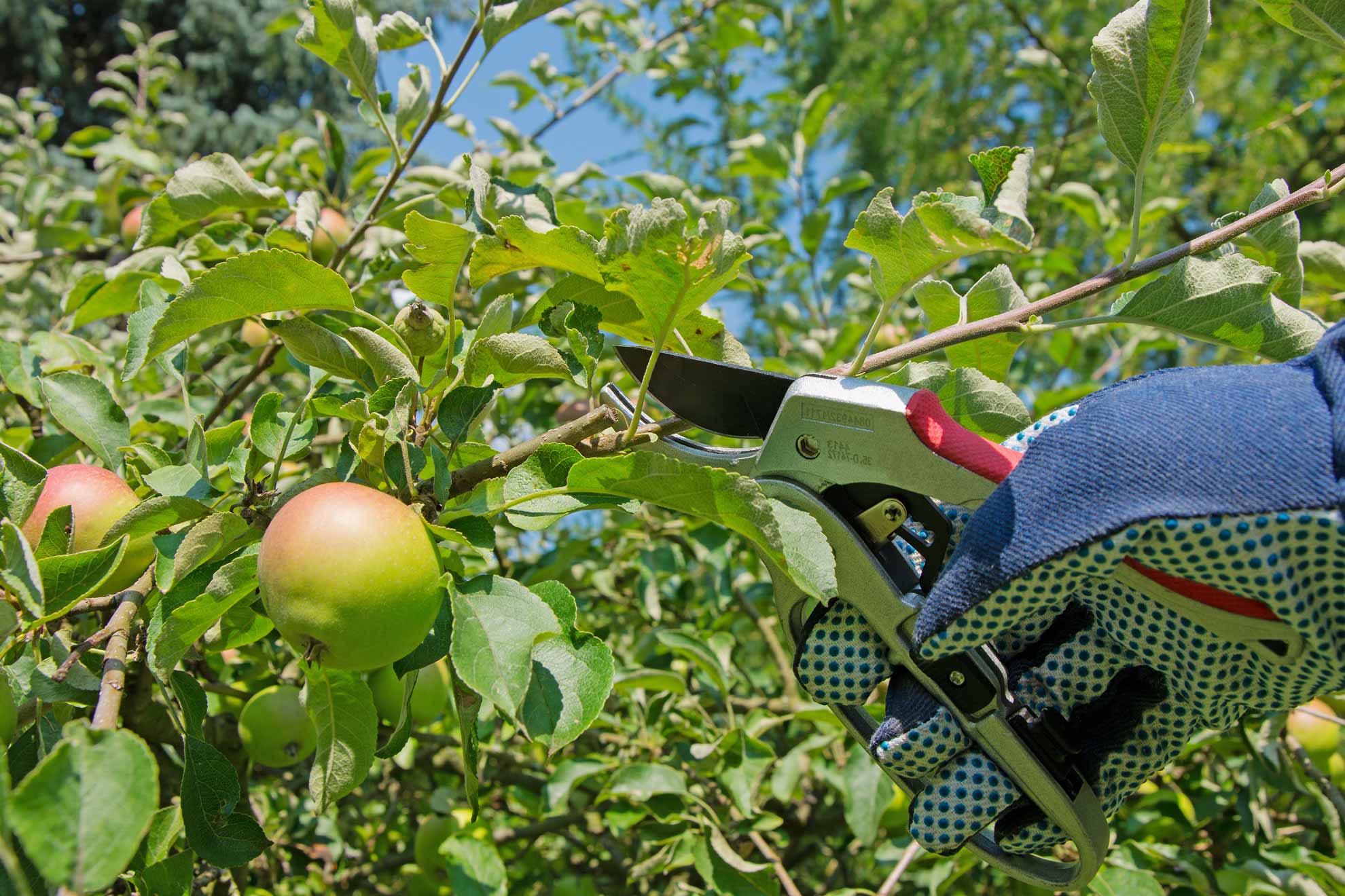 obstbaum_frucht.jpg