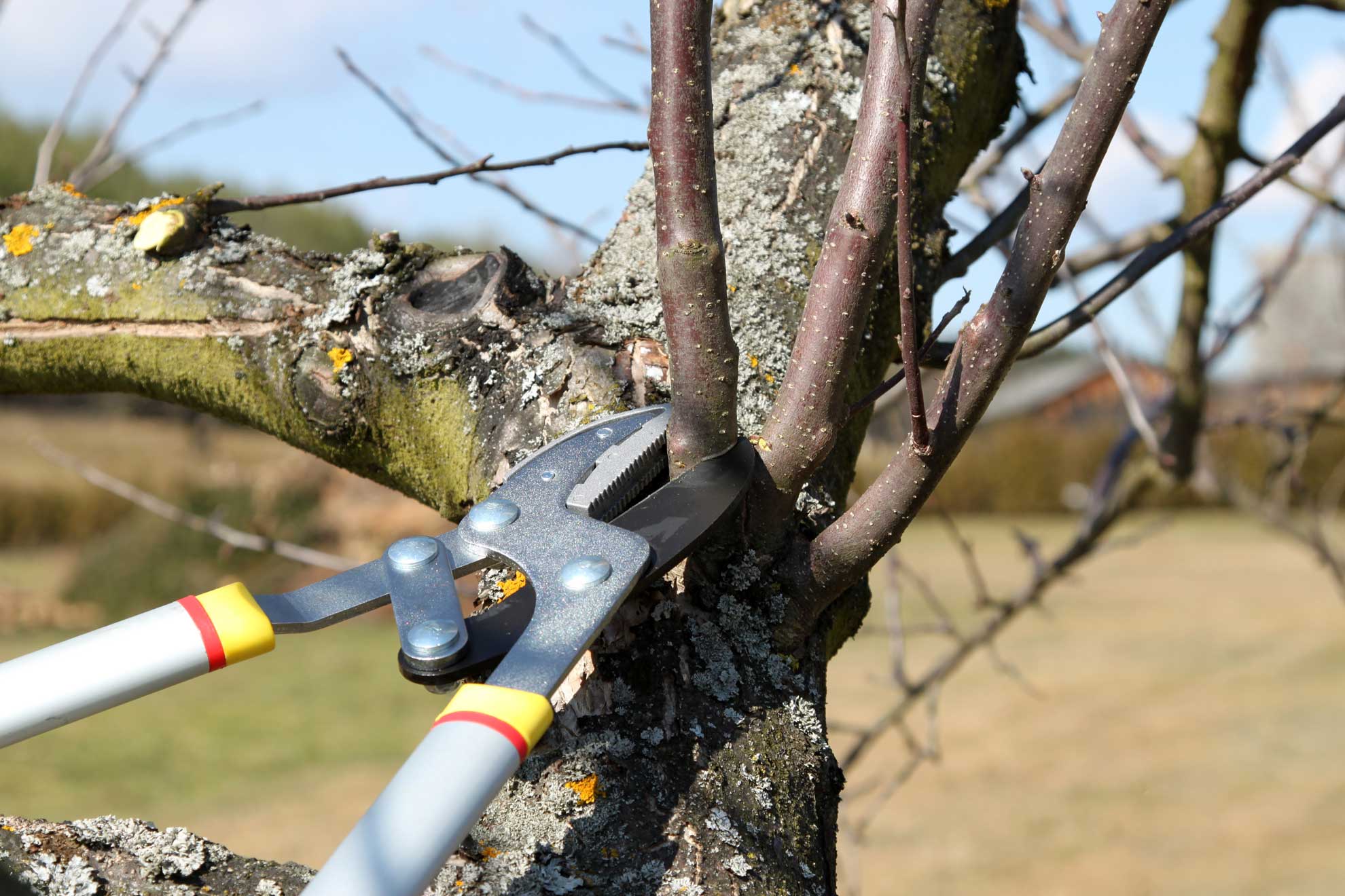 Obstbaumschnitt mit Astschere