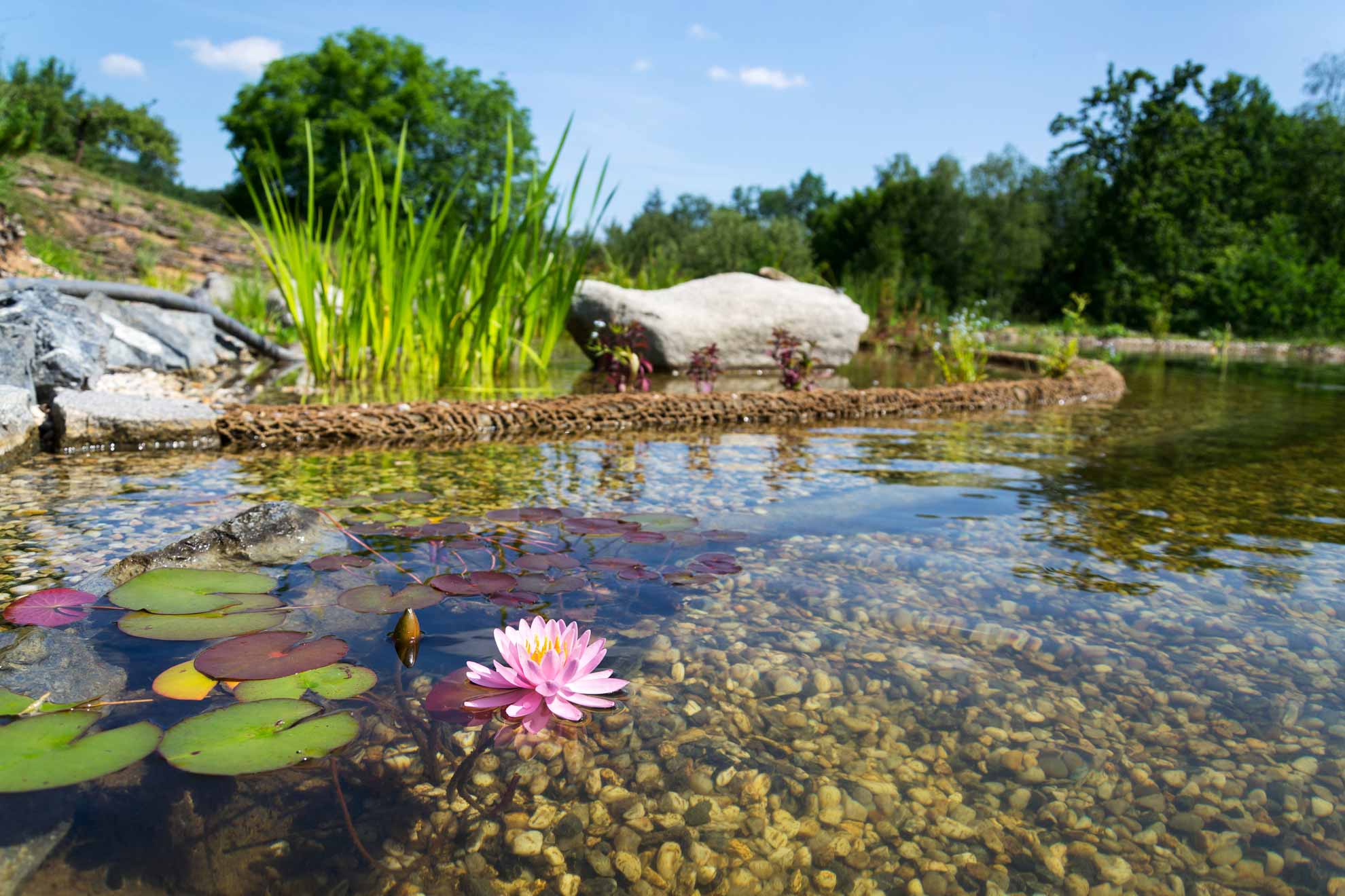 schwimmteich_mittel.jpg
